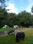 FZ007928 Donkeys at campsite with Jenni, Hans and Machteld.jpg